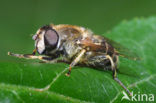 Puntbijvlieg (Eristalis nemorum)