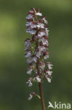 Lady Orchid (Orchis purpurea)