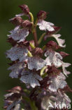 Lady Orchid (Orchis purpurea)