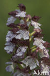 Lady Orchid (Orchis purpurea)