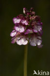 Lady Orchid (Orchis purpurea)