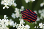 black and red striped bug (Graphosoma lineatum