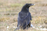 Raaf (Corvus corax) 