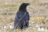 Raaf (Corvus corax) 