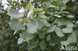 Ratelpopulier (Populus tremula)