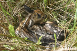 Roe Deer (Capreolus capreolus)