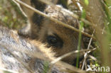 Roe Deer (Capreolus capreolus)