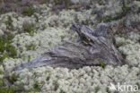 Reindeer Lichen (Cladina)