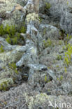 Reindeer Lichen (Cladina)
