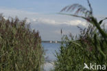 Riet (Phragmites australis)