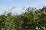 Riet (Phragmites australis)