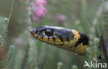 Grass Snake (Natrix natrix)