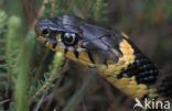 Grass Snake (Natrix natrix)