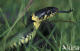 Grass Snake (Natrix natrix)