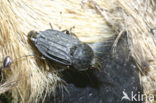 carrion beetle (Thanatophilus sinuatus)