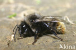 Rode koekoekshommel (Bombus rupestris) 