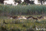 Red Lechwe