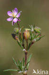 Sand Spurrey (Spergularia rubra)