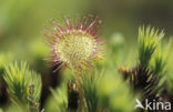 Round-leaved Sundew (Drosera rotundifolia)