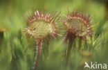 Round-leaved Sundew (Drosera rotundifolia)