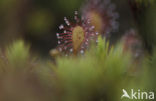 Ronde zonnedauw (Drosera rotundifolia) 