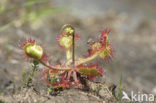 Round-leaved Sundew (Drosera rotundifolia)