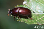 Aphodius rufipes