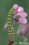 Roodbont heide-uiltje (Anarta myrtilli)