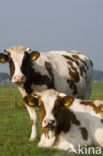 red-and-white Cow (Bos domesticus)