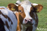 red-and-white Cow (Bos domesticus)