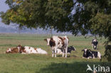 red-and-white Cow (Bos domesticus)