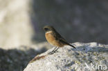 Stonechat (Saxicola rubicola)