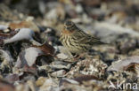 Roodkeelpieper (Anthus cervinus)