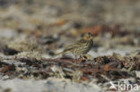 Roodkeelpieper (Anthus cervinus)