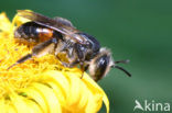 Roodrandzandbij (Andrena rosae) 