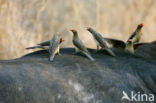 Red-billed Oxpecker (Buphagus erythrorhynchus)