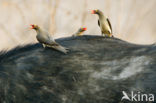 Red-billed Oxpecker (Buphagus erythrorhynchus)