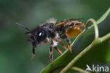 Rosse metselbij (Osmia rufa)