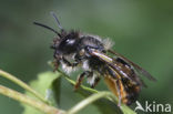 Rosse metselbij (Osmia rufa)