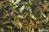 Rossig fonteinkruid (Potamogeton alpinus)