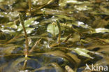 Rossig fonteinkruid (Potamogeton alpinus)