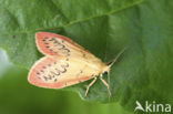 Rosy Footman (Miltochrista miniata)