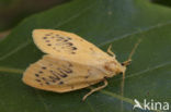 Rosy Footman (Miltochrista miniata)