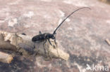 sawyer beetle (Monochamus sator)