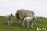 Sheep (Ovis domesticus)