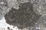 Schaduwstippelkorst (Verrucaria umbrinula)