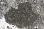 wart lichen (Verrucaria umbrinula)