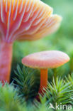 Scharlaken wasplaat (Hygrocybe coccinea) 