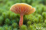 Scarlet Waxcap (Hygrocybe coccinea)