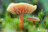 Scharlaken wasplaat (Hygrocybe coccinea) 